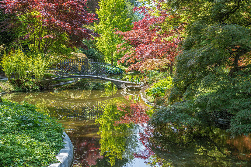 Ein idyllischer Teich im japanischen Teil der Melzi-Gärten in Bellagio. Eine geschwungene, feingliedrige Brücke überspannt das ruhige Wasser, in dem sich rote und grüne Ahornbäume spiegeln. Dichtes, üppiges Grün und farbenprächtige Blätter umrahmen die romantische Szenerie im Sonnenschein. Bellagio Italien Melzi Gärten