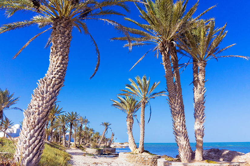 Mehrere Dattelpalmen mit knorrigen, geschuppten Stämmen wachsen dicht über einem sandigen Uferstreifen und heben ihre Wedel in einen tiefblauen, wolkenlosen Himmel. Wo ist es im Winter warm Djerba