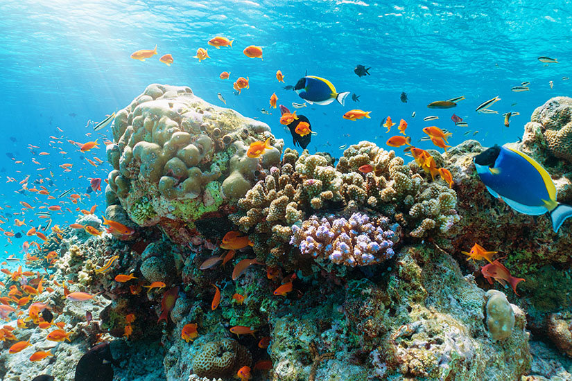 Unter Wasser wimmelt es über einem bunten Korallenriff von orangefarbenen Fahnenbarschen, dazwischen ziehen hellblaue Doktorfische mit gelben Flossen und weitere Rifffische ihre Bahnen. Wo ist es im Winter warm Malediven