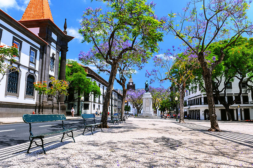 Blau-violett blühende Jacarandabäume säumen eine gepflasterte Avenida in Funchal, an deren Rand grüne Parkbänke im Schatten stehen. Wo ist es im Winter warm Funchal