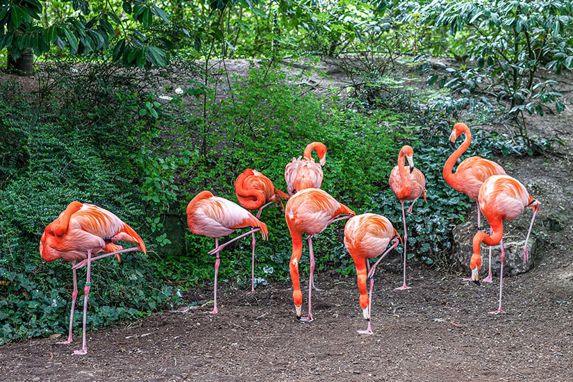 Eine Gruppe leuchtend rosafarbener Flamingos im Wildlands Adventure Zoo, dem berühmten Tierpark von Emmen. Die exotischen Vögel gehören zu den über 150 Arten, die in den weitläufigen Anlagen des Parks beheimatet sind. Der Zoo zählt zu den bekanntesten Sehenswürdigkeiten in ganz Drenthe. Emmen Niederlande Zoo