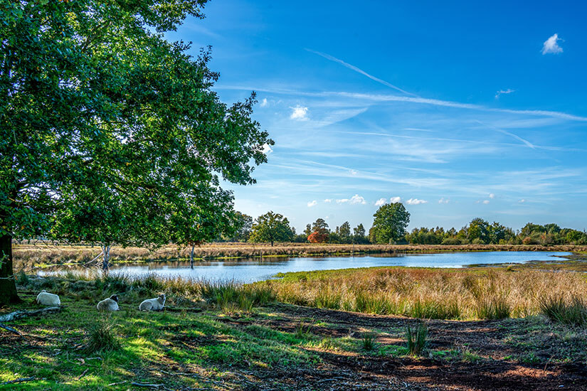 Eine idyllische Moorlandschaft mit glitzerndem Wasser, Heidegräsern und Schafen unter einer mächtigen Eiche. Diese typische Szenerie findet sich im Bargerveen unweit von Emmen. Emmen Niederlande Natur.