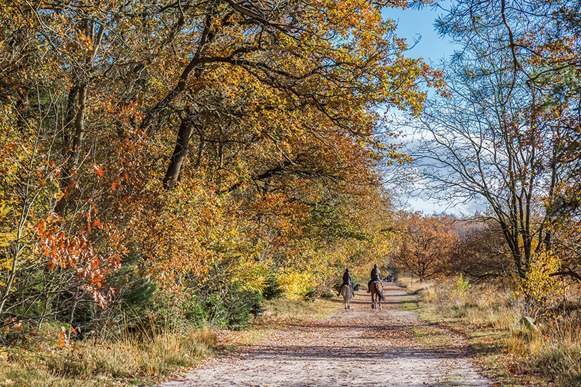 Zwei Reiter auf einem herbstlich gefärbten Waldweg in der Provinz Drenthe. Goldenes Laub rahmt den sandigen Pfad ein und taucht die Szenerie in warmes Licht. Emmen Niederlande Reiter