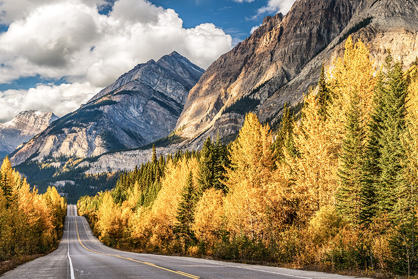 Schnurgerade zieht sich eine Straße mit gelber Mittellinie durch ein Tal der kanadischen Rocky Mountains, gesäumt von leuchtend goldenem Herbstlaub und dunkelgrünen Nadelbäumen. Schoenste Radwege der Welt Kanada