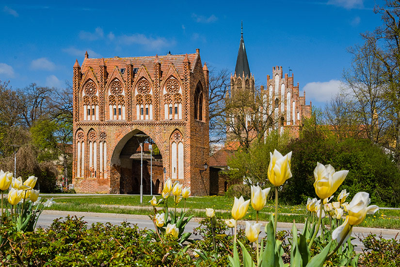 Zu erkennen ist ein historisches Backsteintor in Neubrandenburg mit reich verzierten gotischen Fassadenelementen. Im Hintergrund ragen weitere Backsteinbauten und ein Kirchturm empor, während blühende Tulpen den Vordergrund prägen. Mecklenburger Seenland Neubrandenburg
