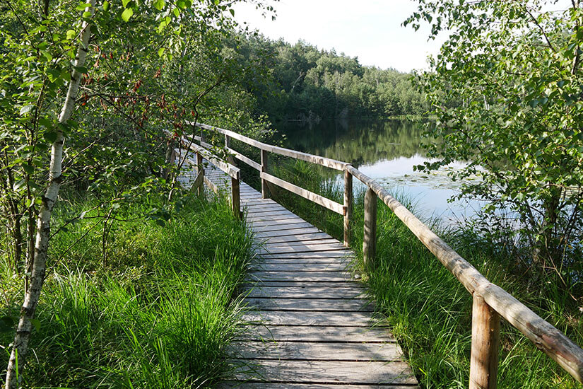 Zu erkennen ist ein schmaler Holzsteg mit Geländer, der durch üppige grüne Vegetation an einem ruhigen See entlangführt. Birken, Schilf und dichter Wald prägen die naturbelassene Umgebung. Mueritzer Seenplatte Nationalpark