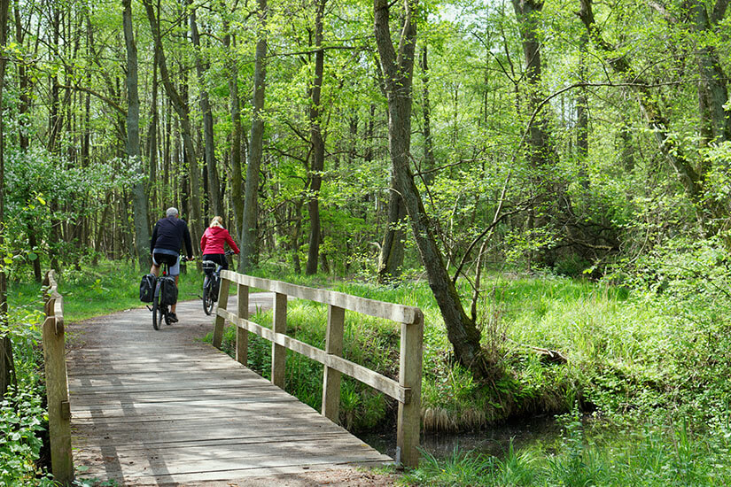 Zu erkennen sind zwei Radfahrer, die auf einem schmalen Weg über eine Holzbrücke durch einen dicht bewachsenen Wald fahren. Die üppige Vegetation und ein kleiner Wasserlauf sorgen für eine idyllische, naturnahe Atmosphäre. Mecklenburger Seenplatte Radfahren