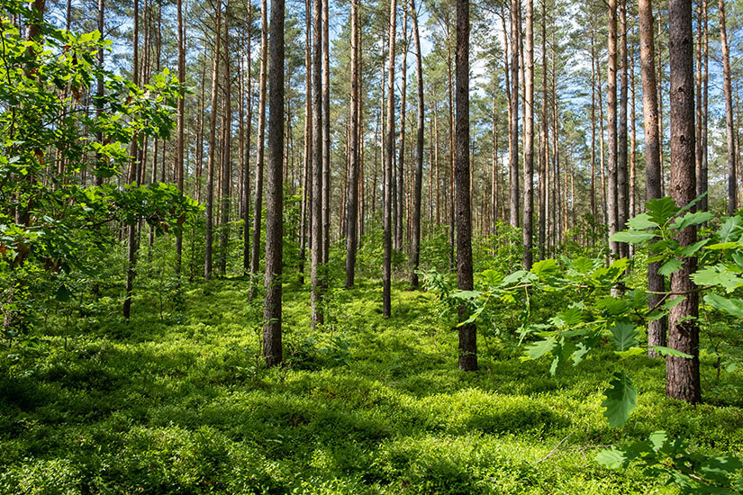 Zu erkennen ist ein lichter Wald mit zahlreichen hohen, schlanken Kiefern und dichtem grünen Unterwuchs. Sonnenlicht fällt zwischen den Baumstämmen hindurch und verleiht der Landschaft eine ruhige, natürliche Atmosphäre. Mecklenburg Vorpommern Wandern