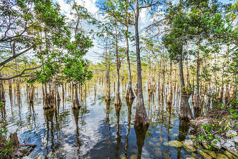 Schlanke Sumpfzypressen mit verdickten Stammfüßen stehen bis zum Ansatz im flachen, spiegelglatten Wasser eines Sumpfgebiets, in dem sich Himmel und Stämme klar spiegeln. Bedrohte Reiseziele Klimawandel Everglades