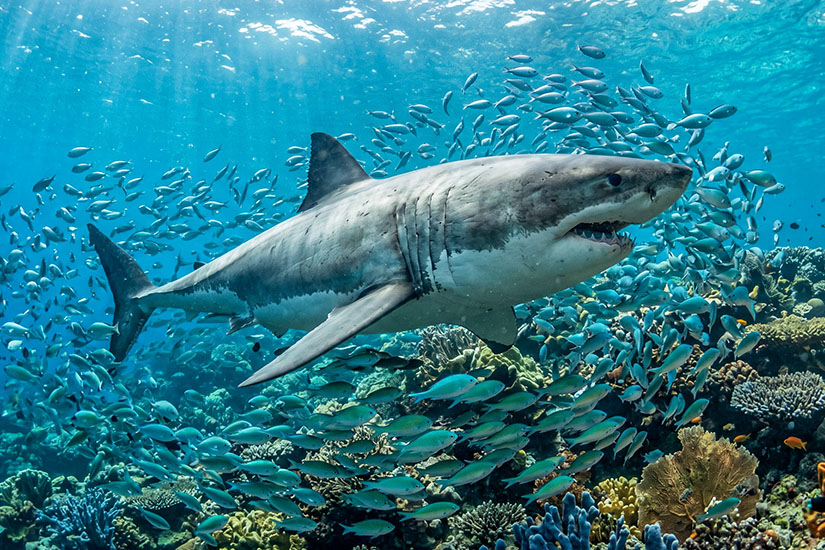 Dicht über einem farbenfrohen Korallenriff zieht ein großer Weißer Hai mit geöffnetem Maul durch dichte Schwärme kleiner blaugrüner Fische. Bedrohte Reiseziele Klimawandel Australien