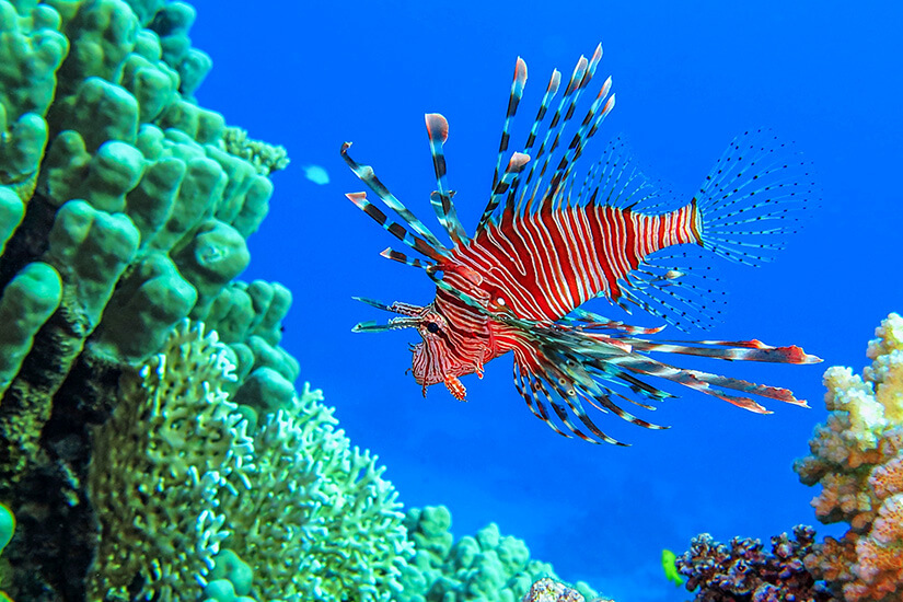 Rot-weiß gestreift und mit weit abgespreizten, gefiederten Flossenstrahlen schwebt ein Rotfeuerfisch im tiefblauen Wasser dicht über dem Riff. Bedrohte Reiseziele Klimawandel Malediven