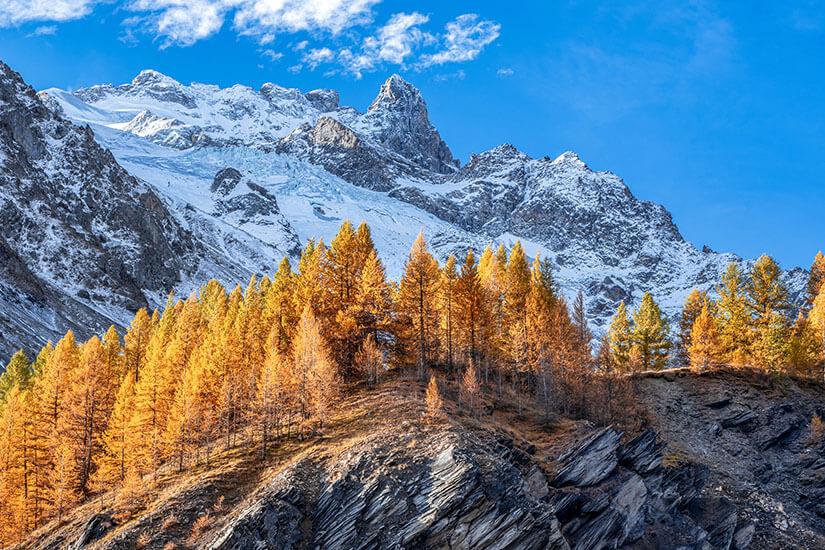 Goldgelb verfärbte Lärchen stehen auf einem felsigen Grat im Vordergrund, dahinter erheben sich schroffe, frisch verschneite Berggipfel mit Gletscherresten. Bedrohte Reiseziele Klimawandel Alpen