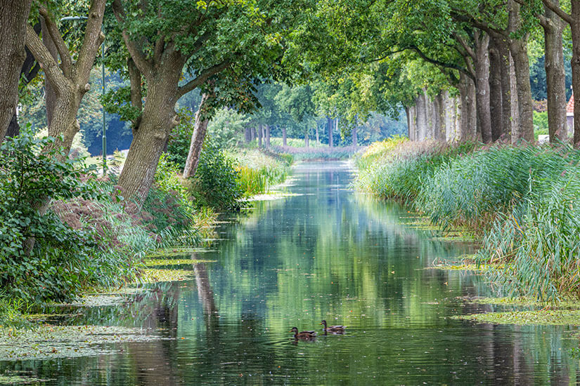 Eine idyllische Szene aus dichten Bäumen, viel Grün und einem kleinen Fluss ist zu sehen. Zwei Enten treiben auf dem Gewässer. Lemmer Niederlande Wandern