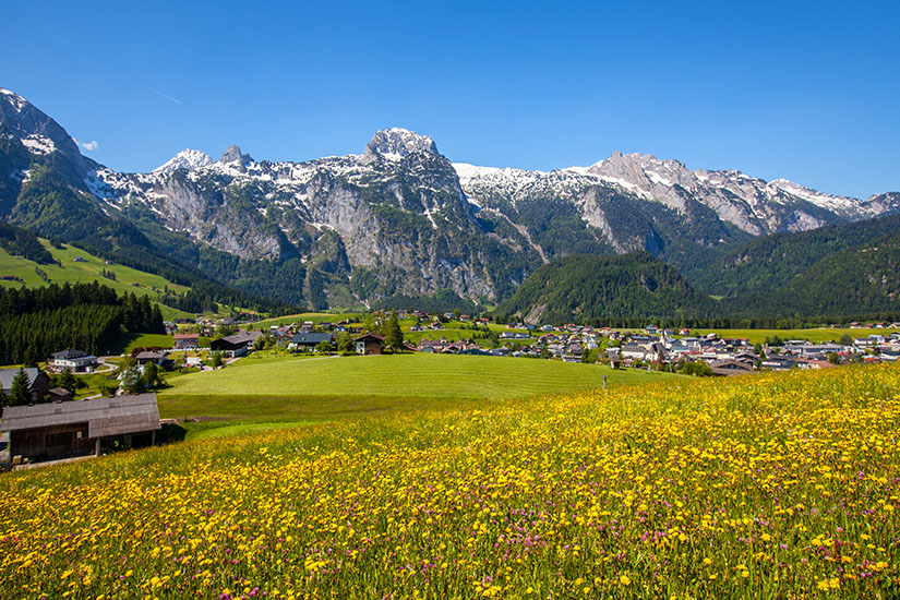 Gelb blühende Löwenzahnwiesen mit einzelnen rosa Blüten ziehen sich im Vordergrund einen Hang hinab zu einem Ort mit verstreuten Häusern und Höfen im Tal. Bischofshofen Ausblick