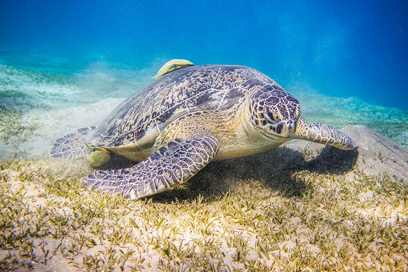 Eine grüne Meeresschildkröte grast gemächlich in den Seegraswiesen vor Abu Dabbab. Die geschützte Bucht nördlich von Marsa Alam ist weltbekannt für Begegnungen mit diesen sanften Meeresbewohnern. Ägypten Strände Meeresschildkröte
