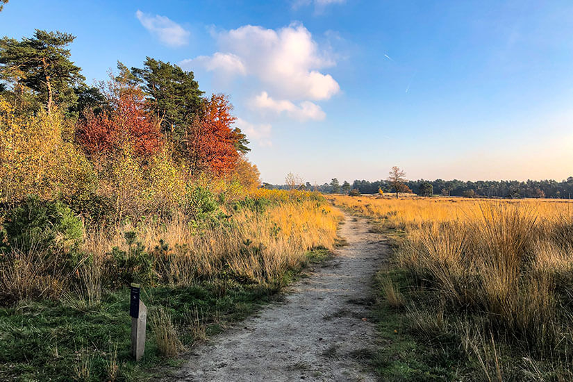 Zu erkennen ist ein schmaler Sandweg, der durch eine offene Heidelandschaft mit hohen Gräsern führt. Am Waldrand sorgen herbstlich gefärbte Bäume für kräftige Gelb-, Orange- und Rottöne. Brabant Nationalpark