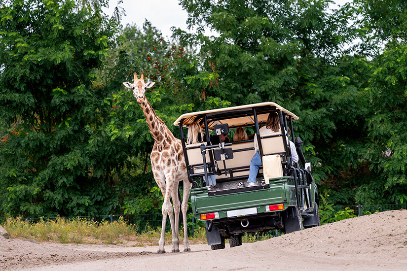 Zu erkennen ist eine Giraffe, die unmittelbar neben einem offenen Safari-Fahrzeug mit mehreren Personen steht. Die Szene ist von dichter grüner Vegetation umgeben. Niederlande Safari