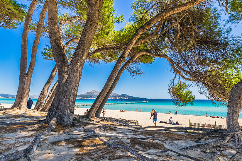 Blick durch hohe Pinienbäume mit knorrigen Wurzeln auf den hellen Sandstrand von Alcúdia. Im Hintergrund erstreckt sich das türkisblaue Meer mit einem Holzsteg unter strahlend blauem Himmel. Inca Mallorca Alcudia