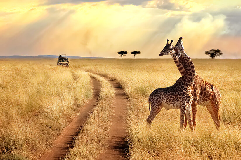 Zwei Giraffen stehen eng beieinander im goldgelben Grasland der Serengeti, während in der Ferne ein Safarifahrzeug auf einer staubigen Piste Abstand hält. Wildtiere schuetzen Urlaub Serengeti