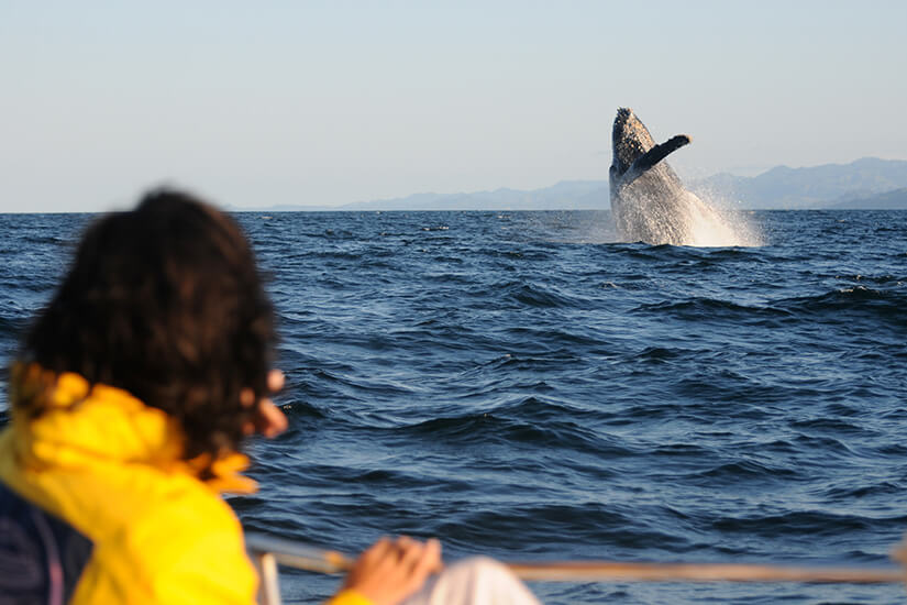 Weit draußen auf dem tiefblauen Meer katapultiert sich ein Buckelwal mit seiner langen Brustflosse spektakulär aus dem Wasser und lässt die Gischt hoch aufspritzen. Wildtiere schuetzen Urlaub Whale Watching
