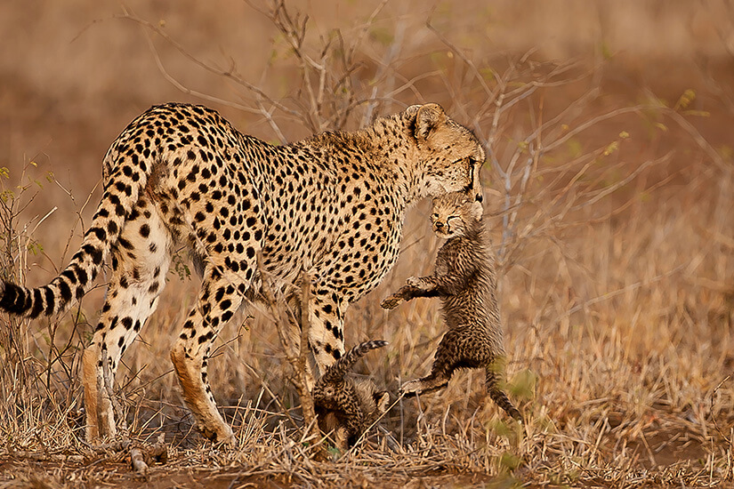 Behutsam trägt eine Gepardenmutter ihr flauschiges Junges im Maul, während ein weiteres Kleines zu ihren Füßen im trockenen Gras kauert. Wildtiere schuetzen Urlaub Gepard