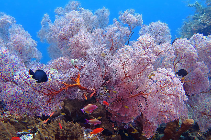 Unter Wasser entfaltet sich ein üppiges Riff aus zartrosa Gorgonien, deren filigrane, fächerartige Verzweigungen sich vor dem tiefblauen Meer ausbreiten. Dazwischen tummeln sich farbenfrohe Fahnenbarsche in Orange und Pink sowie einige dunkle Riffbarsche. Wildtiere schuetzen Urlaub Korallen