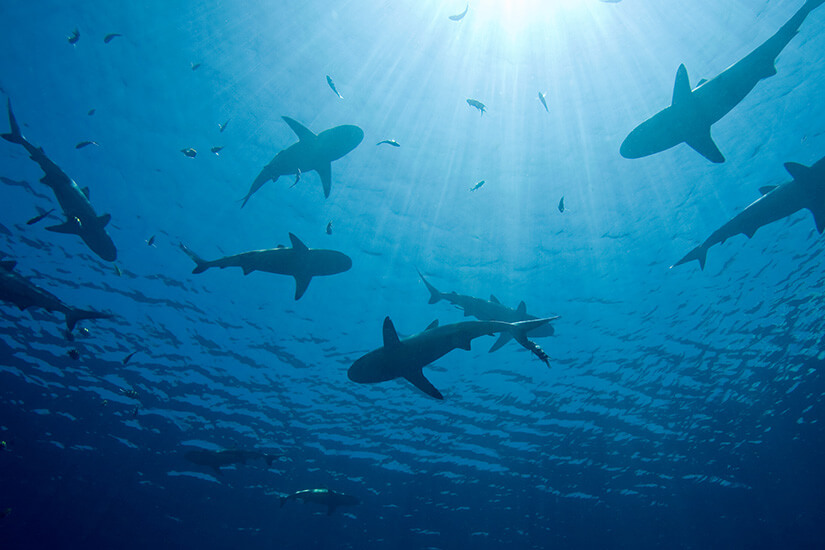 Aus der Tiefe betrachtet ziehen zahlreiche Haie als dunkle Silhouetten durch das tiefblaue Meer, begleitet von kleinen Fischen. Wildtiere schuetzen Urlaub Hai
