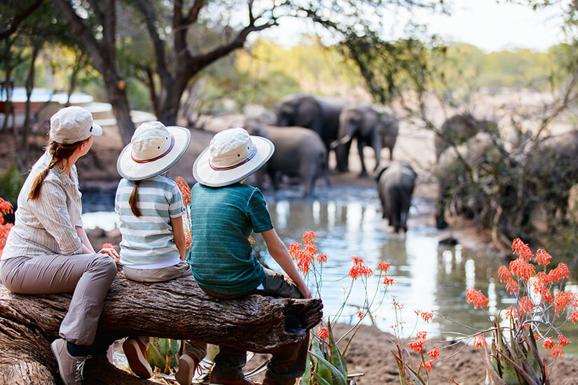 Auf einem knorrigen Baumstamm sitzen eine Frau und zwei Kinder mit Safarihüten und beobachten gespannt eine Elefantenherde an einem nahe gelegenen Wasserloch. Wildtiere schuetzen Urlaub Familie