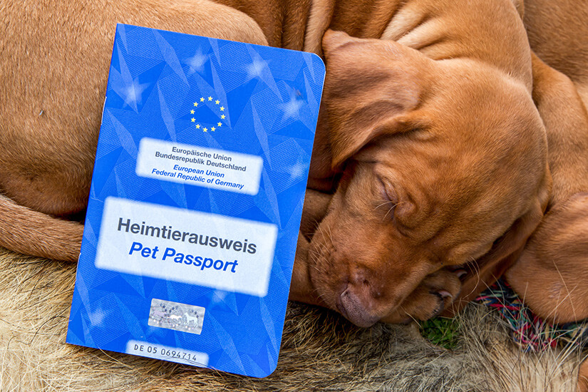 Ein blauer EU-Heimtierausweis („Pet Passport“) liegt neben einem schlafenden, braunen Welpen mit weichem Fell auf einer kuscheligen Unterlage Reiseapotheke Hunde Heimtierausweis
