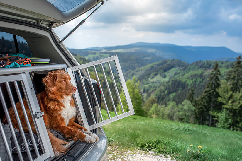 Ein brauner Hund mit weißer Brust sitzt entspannt in einer geöffneten Aluminium-Transportbox im Kofferraum eines Autos. Im Hintergrund bietet sich ein weiter Blick über eine grüne Berglandschaft unter leicht bewölktem Himmel. Reiseapotheke Hunde Einreise