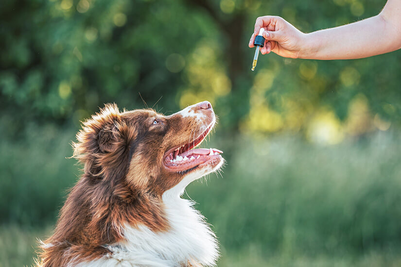 Ein braun-weißer Australian Shepherd schaut aufmerksam nach oben, während eine Hand eine Pipette mit Tropfen über seine Schnauze hält. Das Bild ist im Freien vor einem verschwommenen, grünen Naturhintergrund aufgenommen. Reiseapotheke Hunde Medikamente