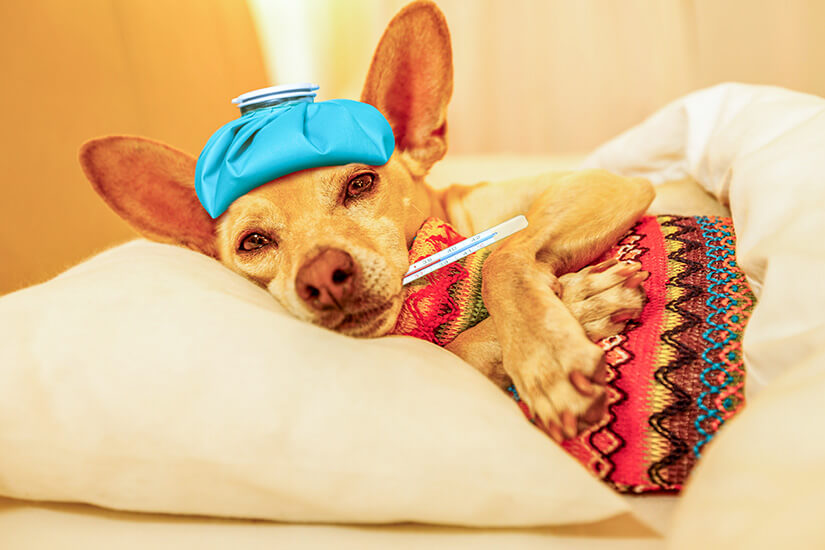 Ein kleiner brauner Hund liegt eingekuschelt im Bett auf einem weißen Kissen unter einer Decke. Er trägt einen bunten Pullover, hat einen blauen Kühlbeutel auf dem Kopf und ein Fieberthermometer im Maul. Reiseapotheke Hunde Fieber