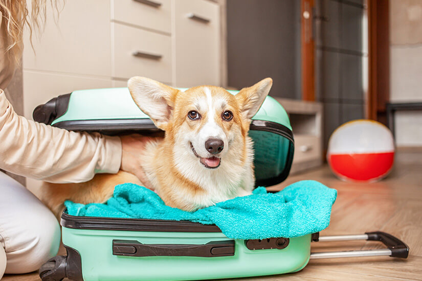 Ein kleiner Corgi liegt fröhlich lächelnd in einem hellgrünen, geöffneten Koffer auf einem türkisfarbenen Handtuch. Eine Person kniet daneben und hält den Hund sanft fest, während im Hintergrund ein rot-weißer Wasserball am Boden liegt. Reiseapotheke Hund Gepäck