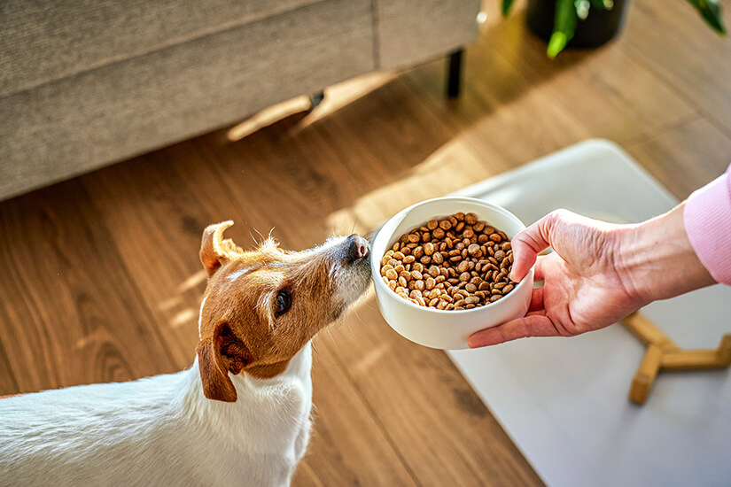 Ein kleiner, weiß-brauner Jack Russell Terrier blickt aufmerksam nach oben zu einem weißen Futternapf voller Trockenfutter, der ihm von einer Hand gereicht wird. Die Szene ist von oben auf einem hellen Holzfußboden fotografiert. Reiseapotheke Hunde Futter