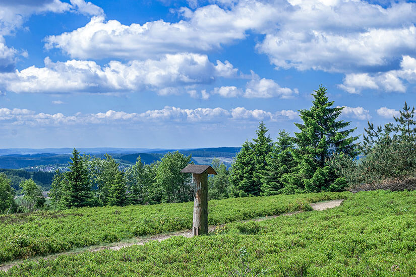 Ein Wanderpfad verläuft zwischen Wiesen und grünen Bäumen auf dem Kahlen Asten. Winterberg Sauerland Kahler Asten