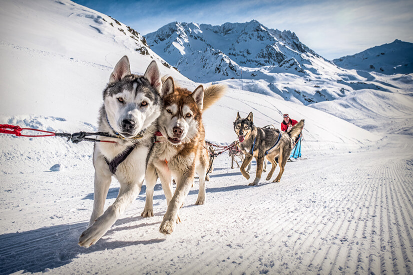 Ein Hundeschlitten-Gespann mit Huskys läuft dynamisch über einen präparierten Schneeweg im Vordergrund. Im Hintergrund zeichnen sich verschneite Hangflächen und felsige Berggipfel unter blauem Himmel ab. Val Thorens Frankreich Schlitten