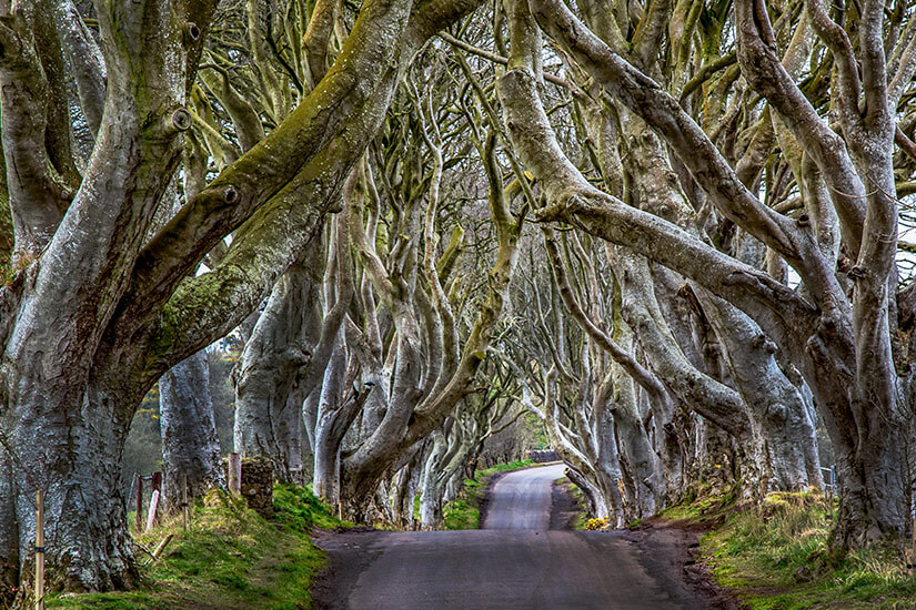 Knorrige, ineinander verschlungene Buchen bilden über einer schmalen Landstraße die berühmten Dark Hedges in Nordirland, die in Game of Thrones als Königsweg zu sehen waren. Game of Thrones Drehorte Nordirland