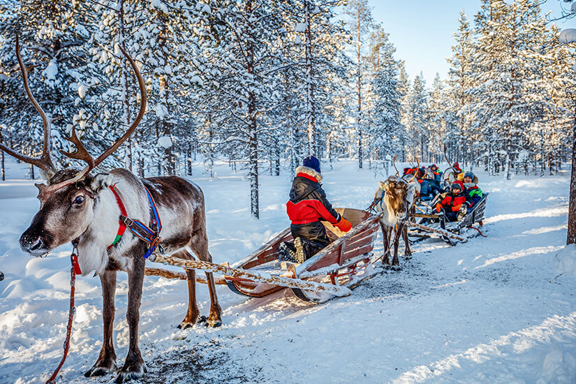 Durch einen tief verschneiten Kiefernwald in Finnisch-Lappland ziehen Rentiere mit bunten Geschirren hölzerne Schlitten, in denen dick eingepackte Kinder und Erwachsene sitzen. Packliste Finnland Schlittenfahrt
