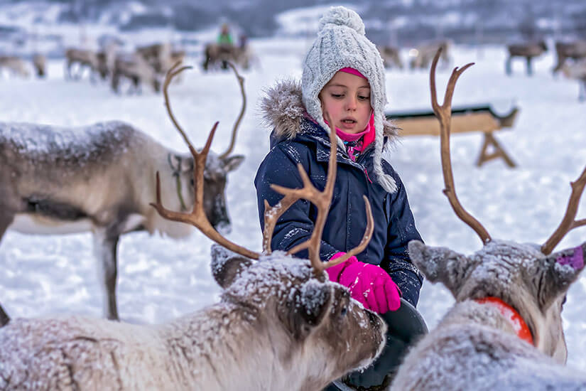Warm eingepackt in eine dunkelblaue Winterjacke, eine weiße Strickmütze und pinke Handschuhe sitzt ein kleines Mädchen inmitten einer Gruppe schneebedeckter Rentiere und betrachtet sie neugierig. Packliste Finnland Kinder