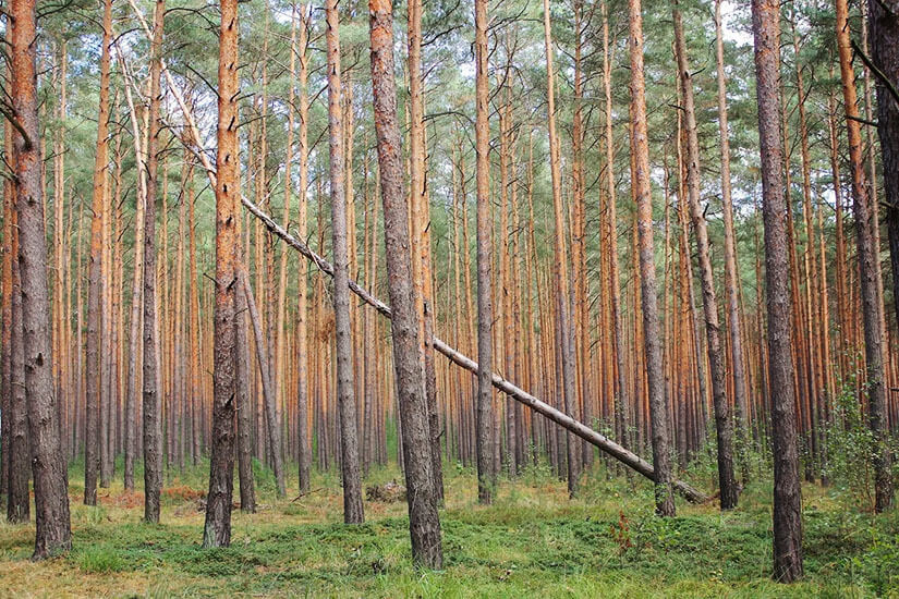 Dicht an dicht ragen schlanke Kiefern mit rötlich-orangefarbenen Stämmen in einem gleichmäßig gewachsenen Wald empor, durchkreuzt von einem schräg umgestürzten Baum. Co2 Rechner Reisen Projekte