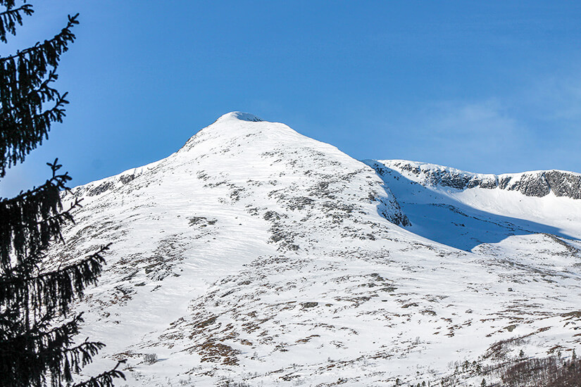 Ein schneebedeckter, majestätischer Berggipfel erhebt sich im Skigebiet Oppdal unter einem strahlend blauen Himmel. Links im Vordergrund ragen dunkle Tannenzweige in das Bild und rahmen die verschneite Gebirgslandschaft ein. Skigebiete Norwegen Oppdal