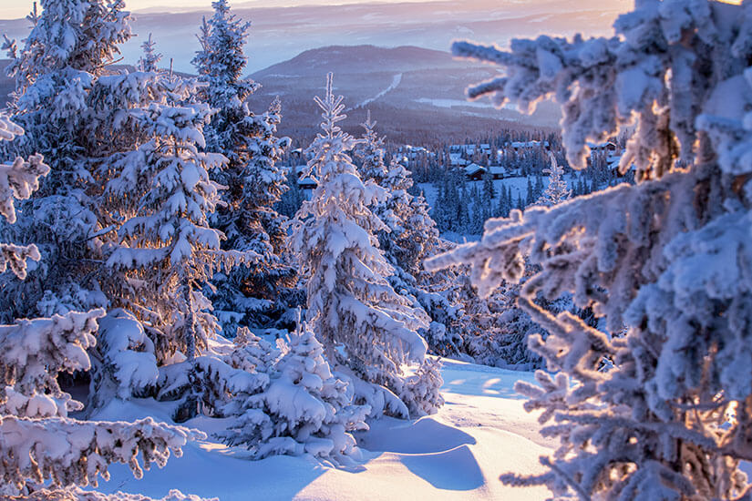 Tief verschneite Nadelbäume stehen dicht an dicht an einem Hang in Norwegen im sanften, warmen Licht der tiefstehenden Sonne. Im Hintergrund blickt man über eine weite, verschneite Winterlandschaft mit kleinen Hütten. Skigebiete Norwegen Kvitfjell