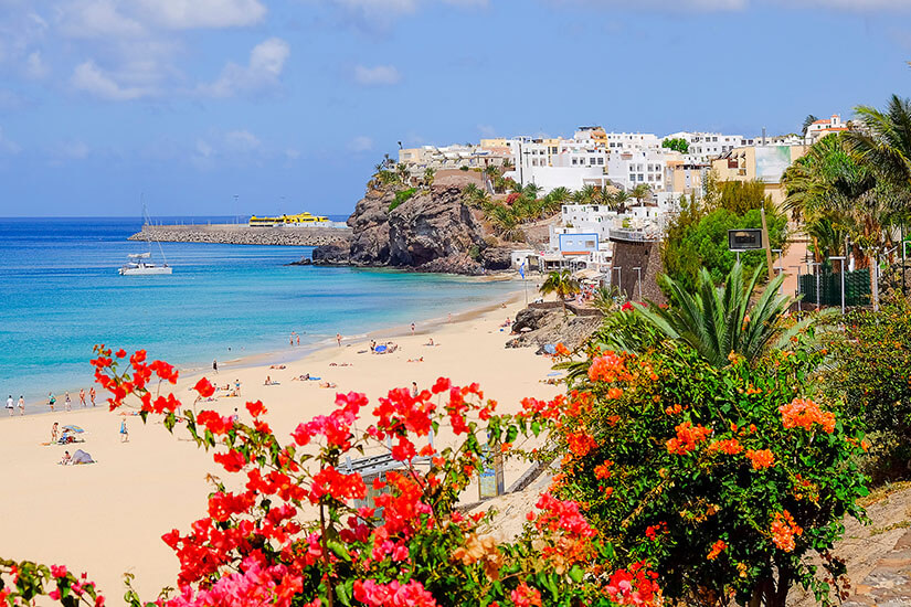 Bunte Blumen leuchten im Vordergrund an einer Klippe, während sich dahinter ein feiner Sandstrand und das türkisfarbene Meer von Fuerteventura unter einem blauen Himmel erstrecken. Am Hang reihen sich weiße Häuser auf. Pauschalreisen unter 500 Euro Fuerteventura